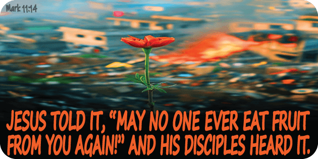 Mark 11 14 Mark 11 14