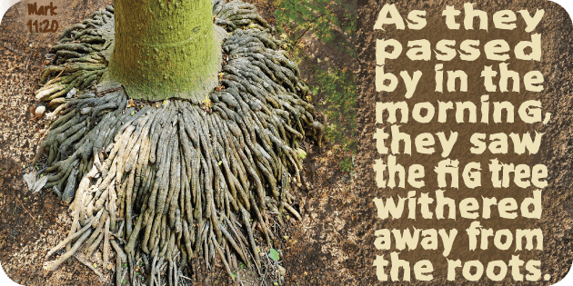 Mark 11 20 Mark 11 20