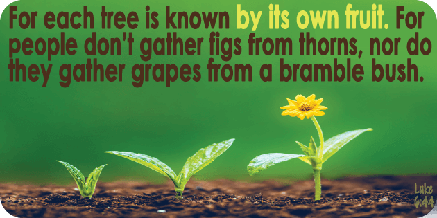 Luke 6 44