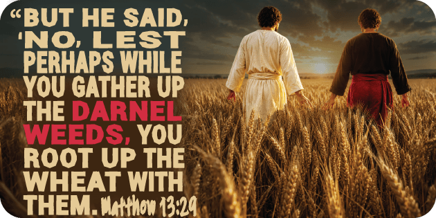 Matthew 13 29